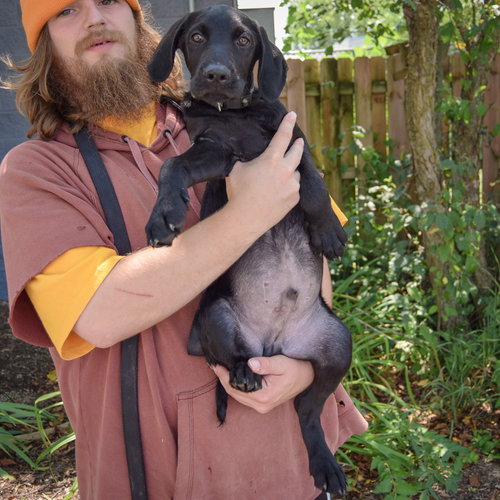 Marshall, an adoptable Schnauzer / Black Labrador Retriever / Mixed at Animal House Shelter — photo 4