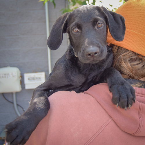 Marshall, an adoptable Schnauzer / Black Labrador Retriever / Mixed at Animal House Shelter — photo 5