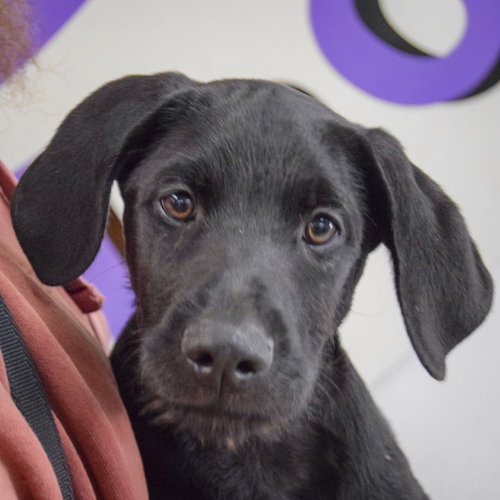 Wagner, Schnauzer / Black Labrador Retriever / Mixed