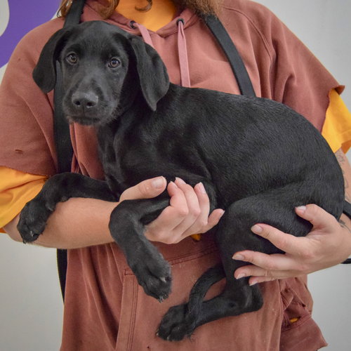 Wagner, an adoptable Schnauzer / Black Labrador Retriever / Mixed at Animal House Shelter — photo 2