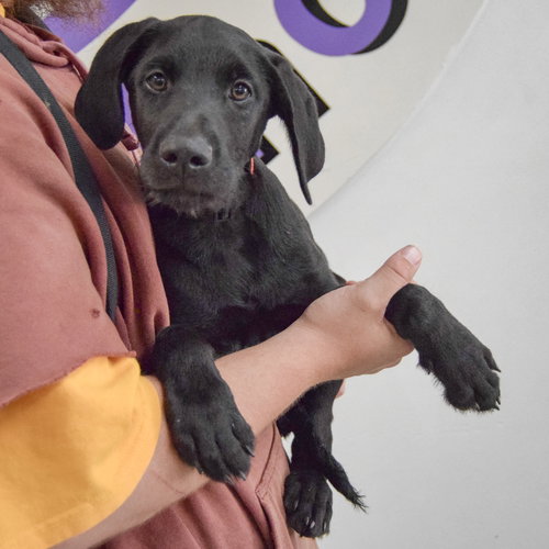 Wagner, an adoptable Schnauzer / Black Labrador Retriever / Mixed at Animal House Shelter — photo 3