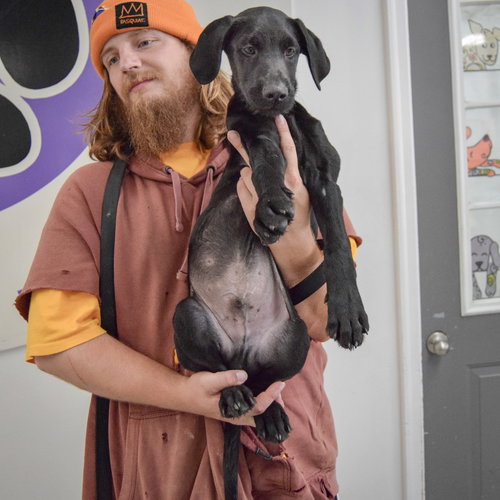 Wagner, an adoptable Schnauzer / Black Labrador Retriever / Mixed at Animal House Shelter — photo 4