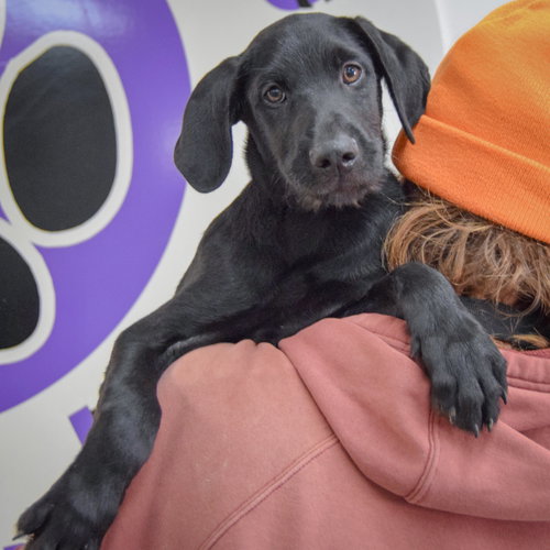 Wagner, an adoptable Schnauzer / Black Labrador Retriever / Mixed at Animal House Shelter — photo 5