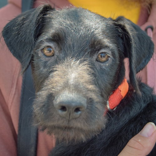 Zander, Schnauzer / Black Labrador Retriever / Mixed