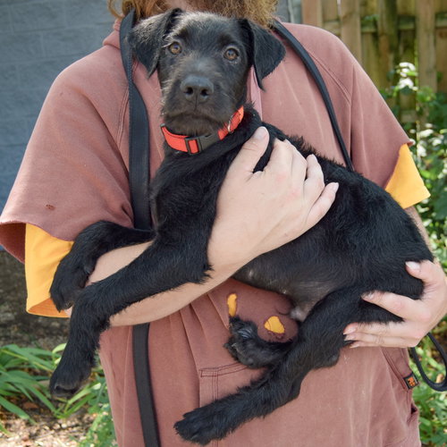 Zander, an adoptable Schnauzer / Black Labrador Retriever / Mixed at Animal House Shelter — photo 2