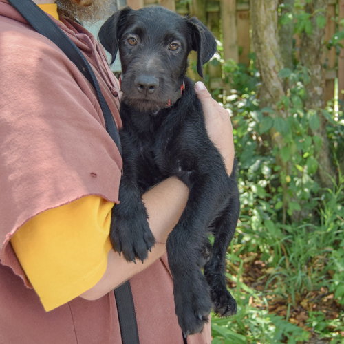 Zander, an adoptable Schnauzer / Black Labrador Retriever / Mixed at Animal House Shelter — photo 3