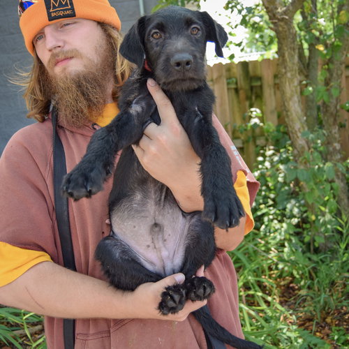 Zander, an adoptable Schnauzer / Black Labrador Retriever / Mixed at Animal House Shelter — photo 4