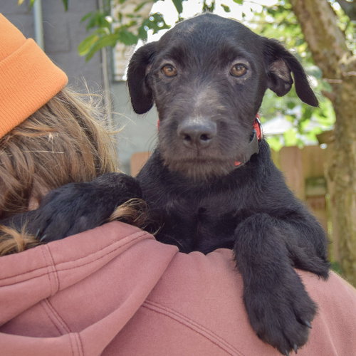Zander, an adoptable Schnauzer / Black Labrador Retriever / Mixed at Animal House Shelter — photo 5
