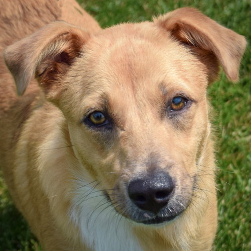 Katy, Shetland Sheepdog Sheltie / Collie / Mixed
