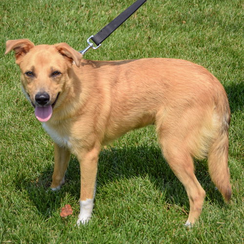 Katy, an adoptable Shetland Sheepdog Sheltie / Collie / Mixed at Animal House Shelter — photo 2
