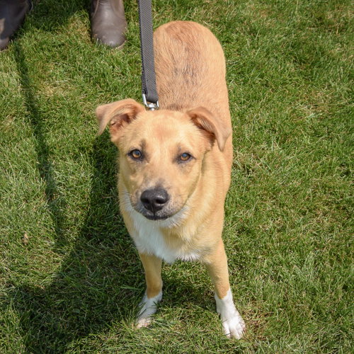 Katy, an adoptable Shetland Sheepdog Sheltie / Collie / Mixed at Animal House Shelter — photo 3