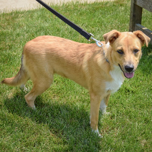 Katy, an adoptable Shetland Sheepdog Sheltie / Collie / Mixed at Animal House Shelter — photo 4
