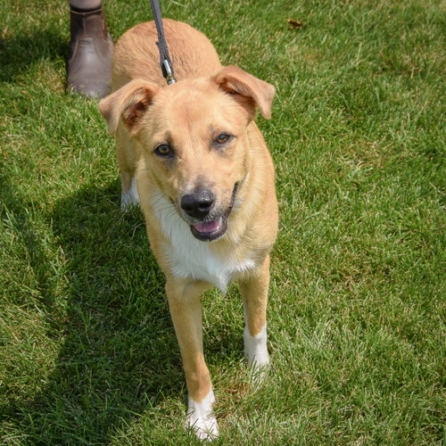 Katy, an adoptable Shetland Sheepdog Sheltie / Collie / Mixed at Animal House Shelter — photo 5