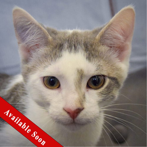 Bashful, a cat for adoption from Animal House Shelter, Inc.