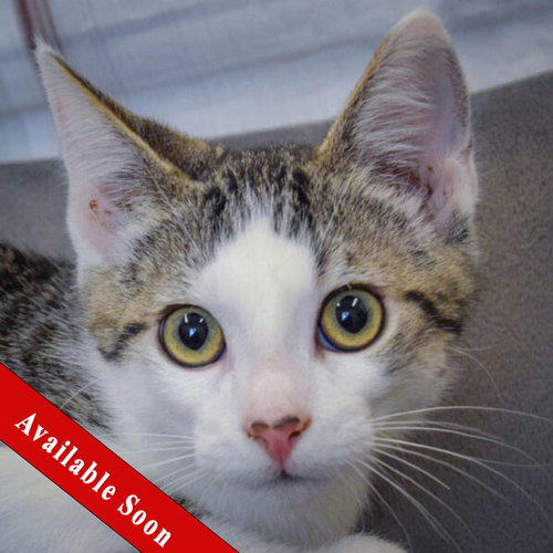 Dopey, a cat for adoption from Animal House Shelter, Inc.