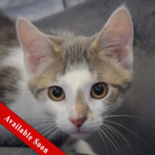 Happy, a cat for adoption from Animal House Shelter, Inc.