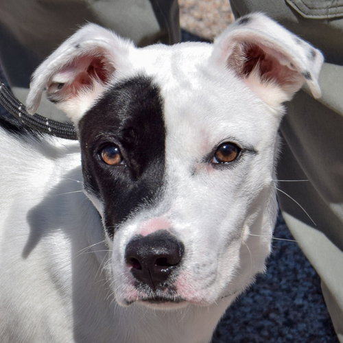 Buddy available through Animal House Shelter