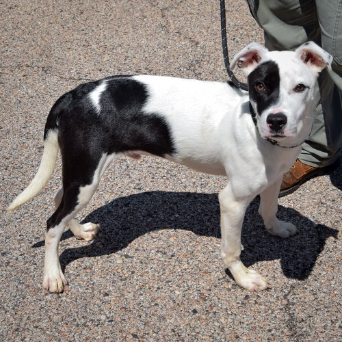 Buddy, an adoptable Boxer / American Staffordshire Terrier / Mixed at Animal House Shelter — photo 2