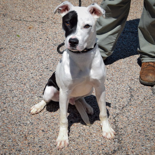 Buddy, an adoptable Boxer / American Staffordshire Terrier / Mixed at Animal House Shelter — photo 3