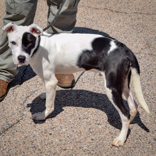 Buddy, an adoptable Boxer / American Staffordshire Terrier / Mixed at Animal House Shelter — photo 4