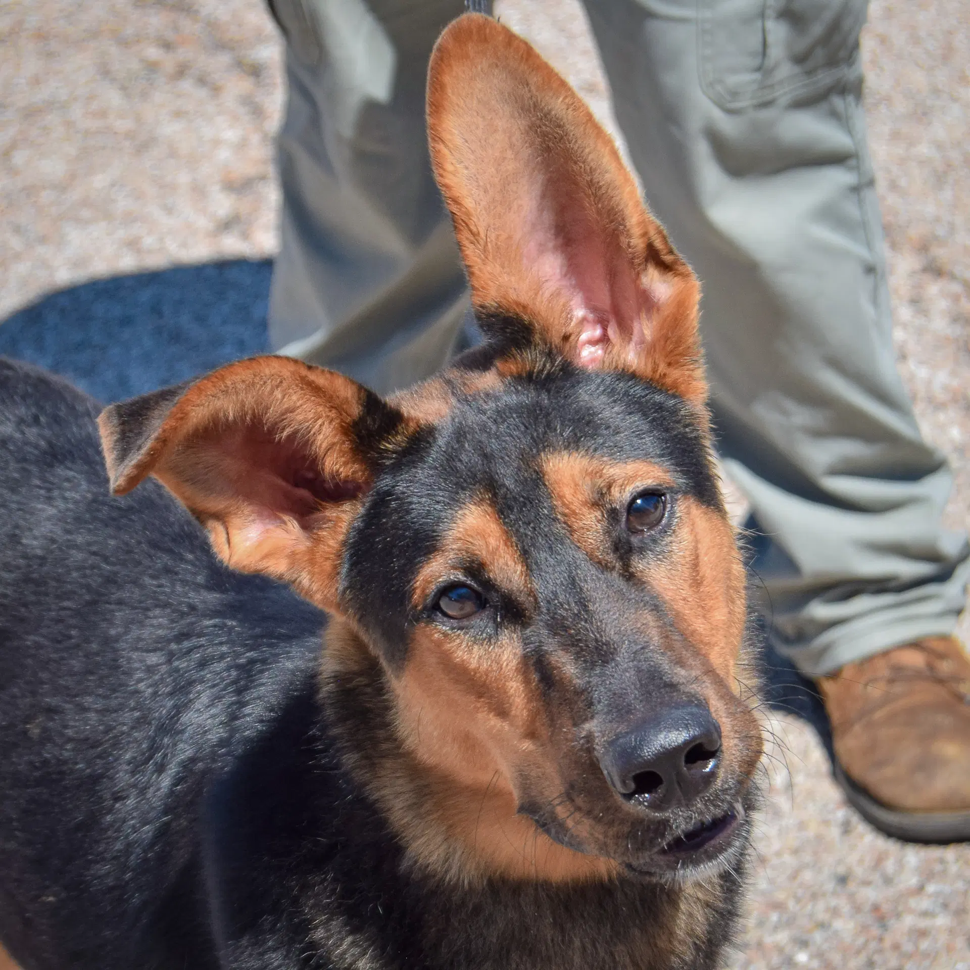 Dumbo - German Shepherd Dog
