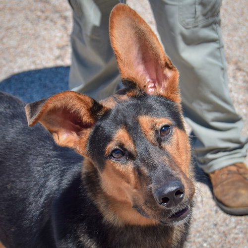 Dumbo, German Shepherd Dog / Collie / Mixed
