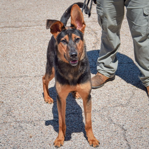 Dumbo, an adoptable German Shepherd Dog / Collie / Mixed at Animal House Shelter — photo 2