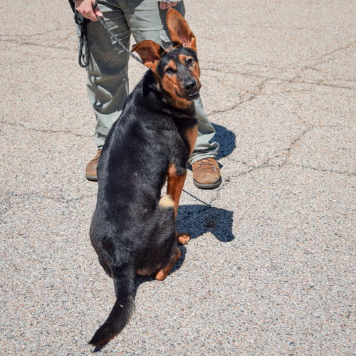 Dumbo, an adoptable German Shepherd Dog / Collie / Mixed at Animal House Shelter — photo 3