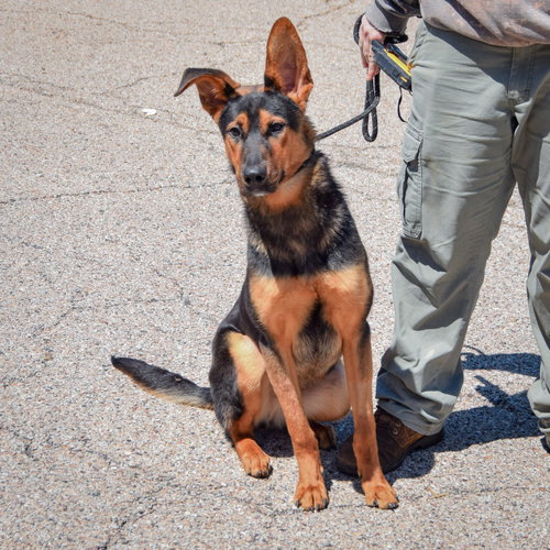 Dumbo, an adoptable German Shepherd Dog / Collie / Mixed at Animal House Shelter — photo 4