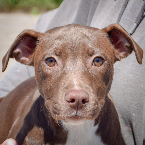 Queen, American Staffordshire Terrier / Chocolate Labrador Retriever / Mixed