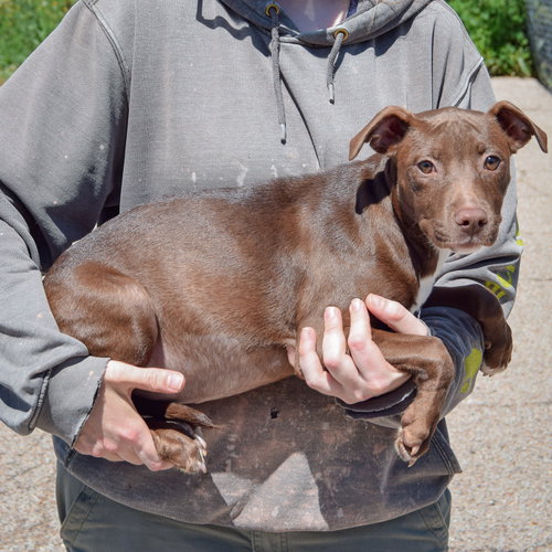 Queen, an adoptable American Staffordshire Terrier / Chocolate Labrador Retriever / Mixed at Animal House Shelter — photo 2