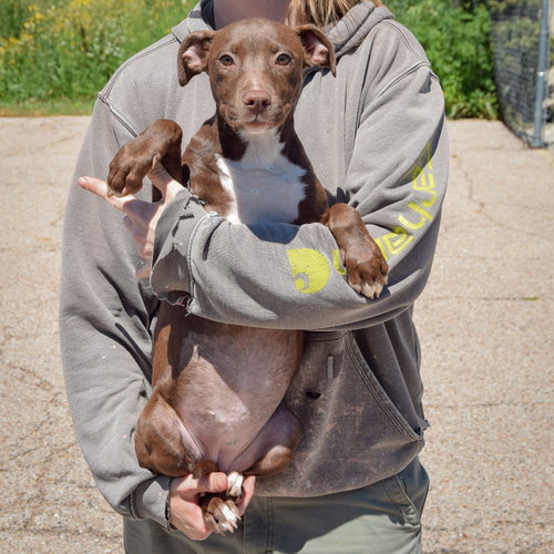 Queen, an adoptable American Staffordshire Terrier / Chocolate Labrador Retriever / Mixed at Animal House Shelter — photo 3
