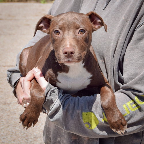 Queen, an adoptable American Staffordshire Terrier / Chocolate Labrador Retriever / Mixed at Animal House Shelter — photo 4