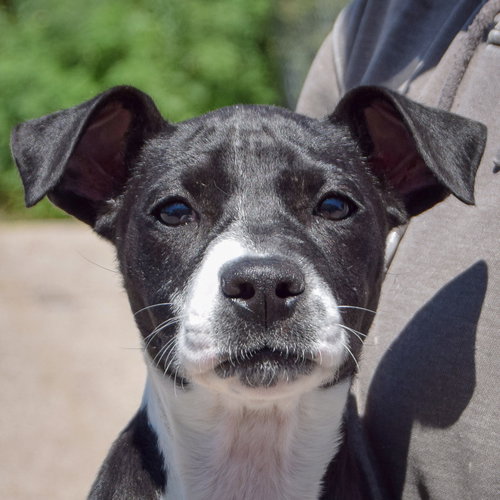 Nikki, Black Labrador Retriever / American Staffordshire Terrier / Mixed