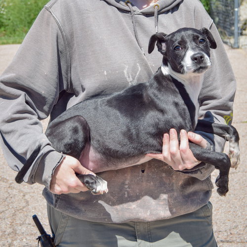 Nikki, an adoptable Black Labrador Retriever / American Staffordshire Terrier / Mixed at Animal House Shelter — photo 2
