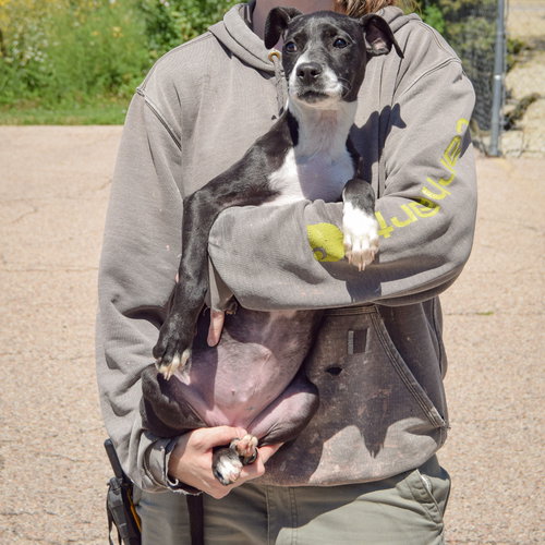 Nikki, an adoptable Black Labrador Retriever / American Staffordshire Terrier / Mixed at Animal House Shelter — photo 3
