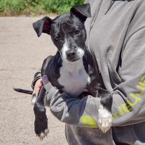 Nikki, an adoptable Black Labrador Retriever / American Staffordshire Terrier / Mixed at Animal House Shelter — photo 4