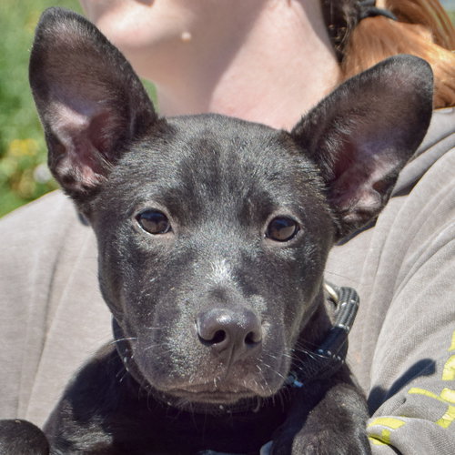 Moon, German Shepherd Dog / American Staffordshire Terrier / Mixed