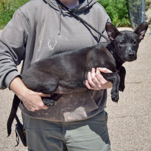 Moon, an adoptable German Shepherd Dog / American Staffordshire Terrier / Mixed at Animal House Shelter — photo 2