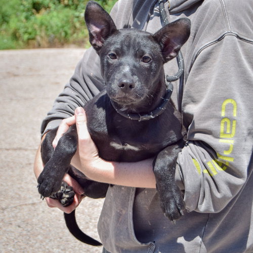 Moon, an adoptable German Shepherd Dog / American Staffordshire Terrier / Mixed at Animal House Shelter — photo 3