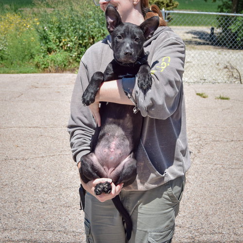 Moon, an adoptable German Shepherd Dog / American Staffordshire Terrier / Mixed at Animal House Shelter — photo 4