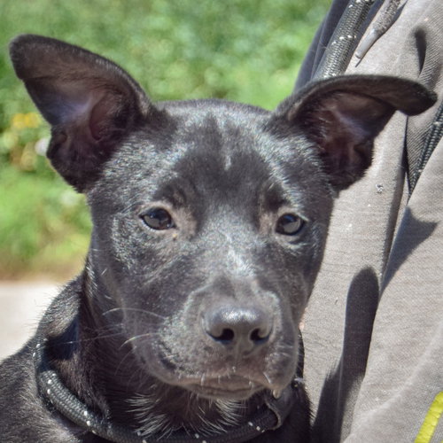 Starry, German Shepherd Dog / American Staffordshire Terrier / Mixed