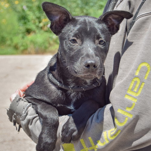 Starry, an adoptable German Shepherd Dog / American Staffordshire Terrier / Mixed at Animal House Shelter — photo 2