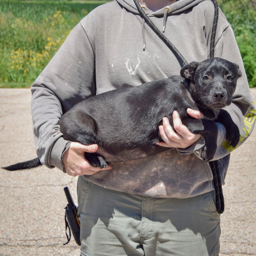 Starry, an adoptable German Shepherd Dog / American Staffordshire Terrier / Mixed at Animal House Shelter — photo 3