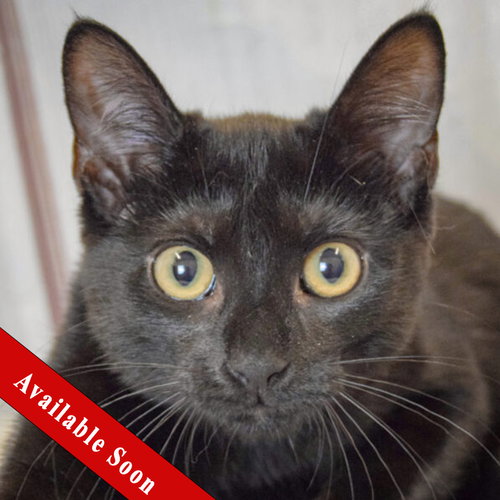 Maple, a cat for adoption from Animal House Shelter, Inc.