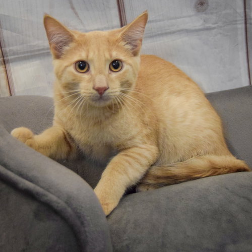 Peaches photo 2