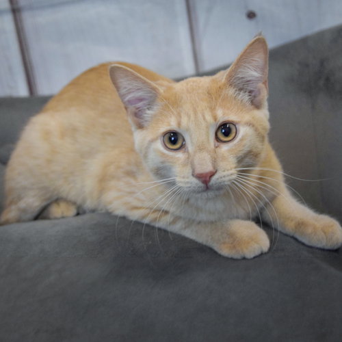 Peaches photo 3