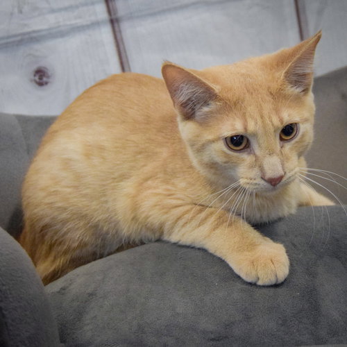 Peaches photo 4