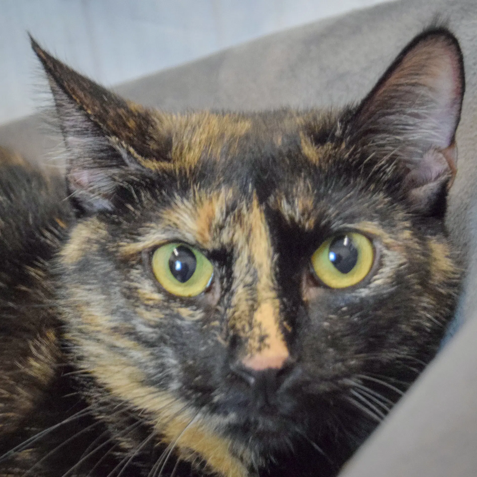 Lucky - Tortoiseshell