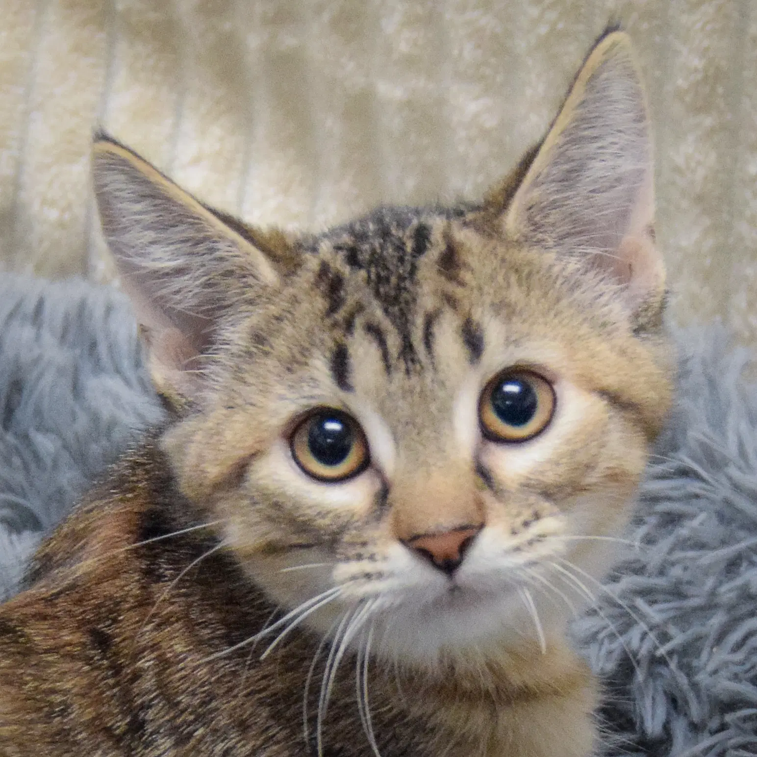 Marinara - Torbie